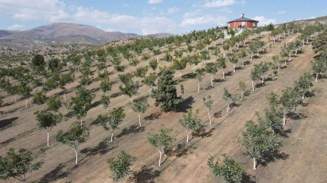 Memleketine döndü hobi olarak başladı: 35 ton mahsul bekliyor 7